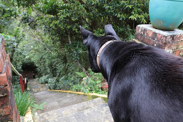 捨て犬の烏鴉(カラス)くんも下へ行くのをためらっていたほど