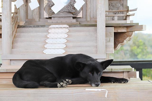 ワンちゃんが気持ち良さそうにいました！