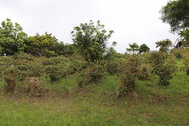 時季が来ると牡丹の花が美しく咲きます！