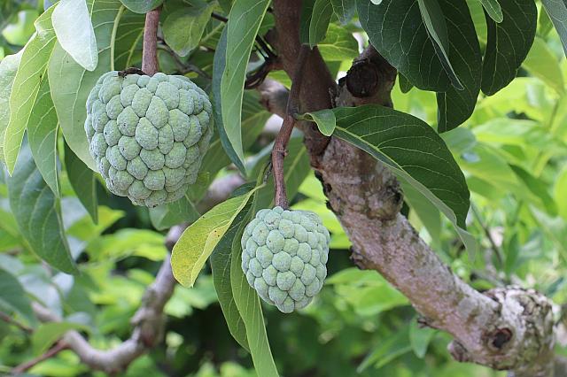 道の途中には果物もいっぱい！これは釈迦頭～♪