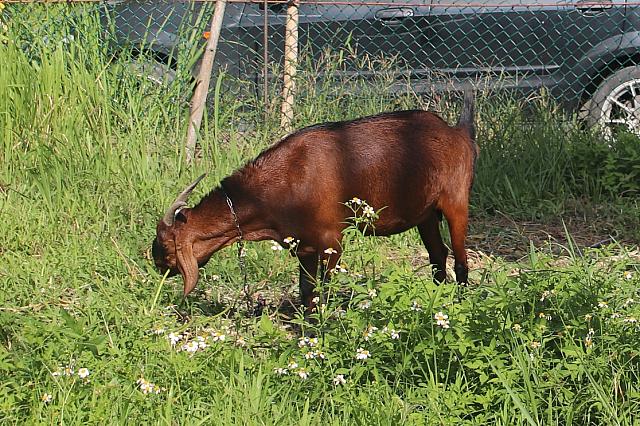敷地のすぐ脇で草を食むヤギの姿も