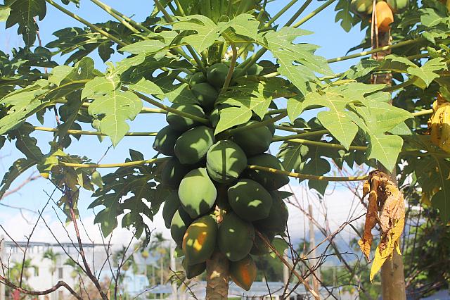 市場で見かけた野菜や果物もたわわに実っていました