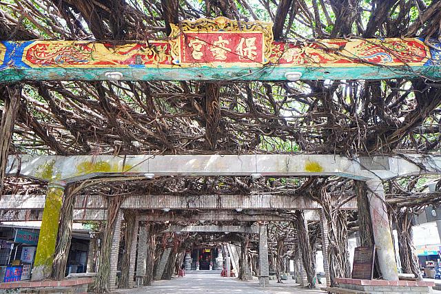 通梁古榕