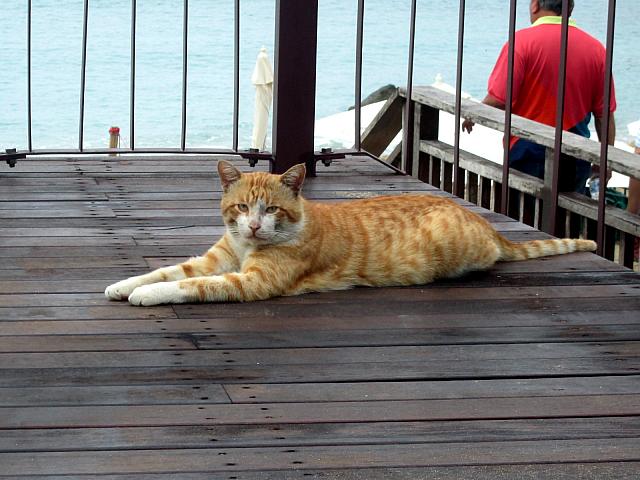 管理棟のお兄さんたちが飼っている茶トラの猫。数匹いて、この子が一番大きい！