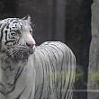 動植物園にてホワイトタイガーと写真撮影イベント開催中動植物園