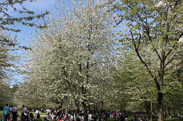パリの南の郊外にある大きな公園。春には桜が咲き誇ります！