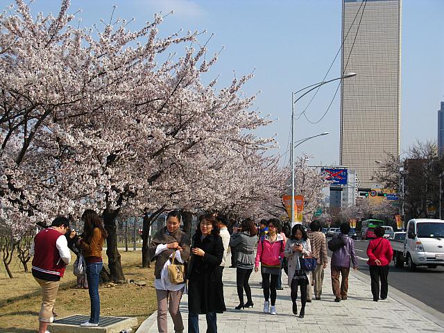 ソウルでもっとも有名な桜スポット。