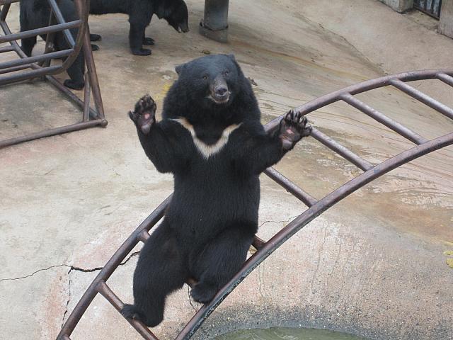 １００匹以上のクマを保有するクマ牧場をはじめ数種類の動物や植物も一緒に観覧することができる広大な樹木園