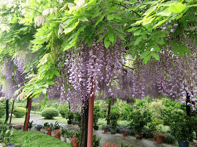 日本からやってきた藤が生い茂る庭園。満開となるのは5月初旬。日中友好のシンボル的庭園でお花見しよう。