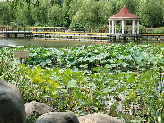 広大な池と芝生広場、彫刻の並ぶ遊歩道がある虹橋エリアの公園。水鳥たちの浮かぶ水辺で釣りを楽しんでみては。