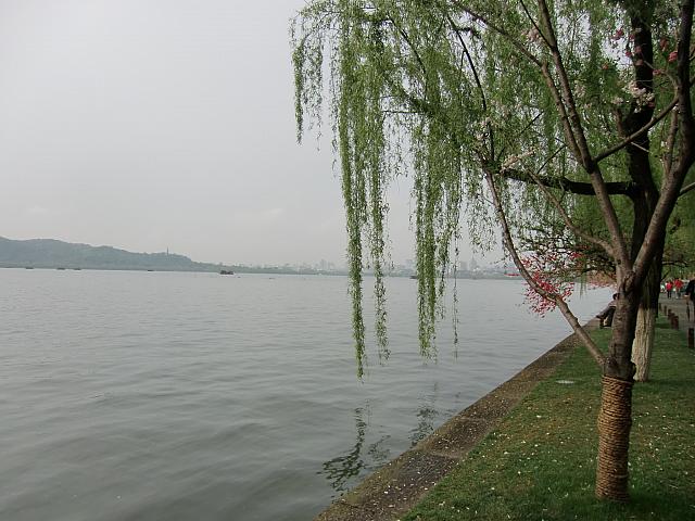 湖面に垂れる柳の枝とウグイスの声。南宋時代に整備された緑豊かな公園内で、龍井茶を味わおう。