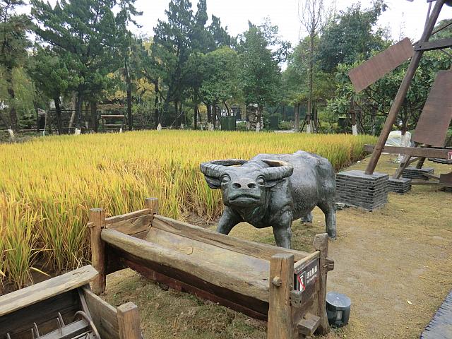 朱家角最大の見どころ!　江南の古典園林の美意識を凝縮した水田のある庭園。
