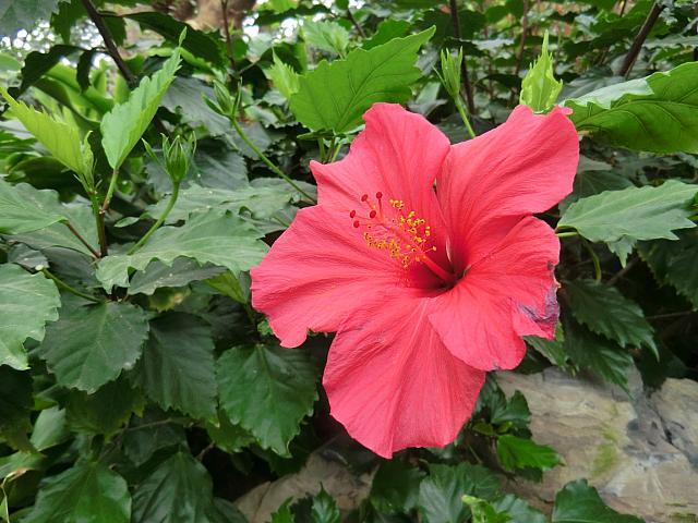 季節の花々を眺めながら広大な園内を散策しよう!　巨大温室も必見の大型植物園。
