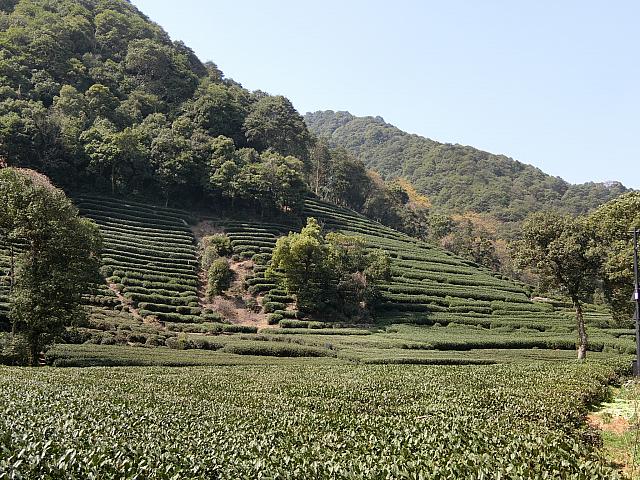 茶畑に囲まれた歴史ある村落。気ままに散歩しながら、茶館や農家料理店でくつろごう。