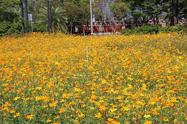 広い敷地内は、どこから見てもきれいな花や緑が美しい植物、ほっと一息つける森林公園です！