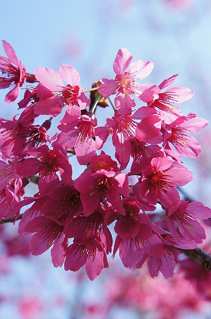 樹齢千年越えの神木群、野鳥、四季折々の花々・・・宿泊施設も完備された巨大パーク！