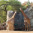 ドゥシット動物園 ドゥシット動物園