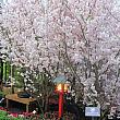 フラワードーム内の桜