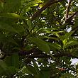 「ミーホッケン」で有名なミートンポーの横にある木。
