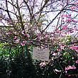 ん？こちらのお宅の桜には注意書きが。「枝を折らないでください。（代わりに）写真を撮れば何年も楽しめますよ」と。