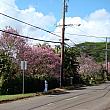 ワヒアワの町、カリフォルニア・アベニューの奥にあるこちらが桜の名所といわれています。