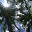 ハワイにまぶしい日差しの季節がやってくる！
