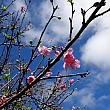 ワヒアワの桜は、1950年代、地元の日系市民協会が、沖縄の名護から取り寄せた琉球緋寒桜。下を向いた釣り鐘形なんです。