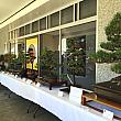 ハワイ日本文化センターの会場には、地元の盆栽クラブによる展示が。ハワイにはBONSAIの愛好家が結構多いんです。