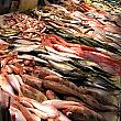 香港の市場は魚が豊富です！ 