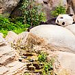 そう、パンダです。中国語では大熊猫と言います。