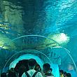広大な敷地には多くのテーマに沿った水族館だけではなく、水槽に囲まれたトンネルなどもあり、とても楽しめます。
