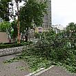 台風でなぎ倒された街路樹
