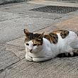 猫！