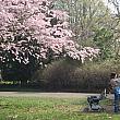 公園のあちこちに桜の木が植えられています