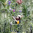 毎年恒例、キューガーデンで行われる蘭の祭典『Orchids Festical』開催中