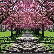 ロンドン市内でお花見ができるスポット4 桜 ロンドン公園