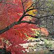秋のニューヨークの楽しみ方 紅葉 パイ ハロウィーン フリーマーケットアートギャラリー