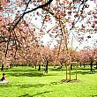 ４月。パリ郊外のソー公園では見事な桜が。