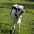 おいしーい牛乳はノルマン種の牛から。