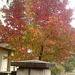鮮やかな赤色に紅葉した木にしばし見とれます・・・