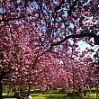 日本の桜とは少し品種が違いますが、開花の時は息をのむほど美しい！