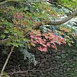 フランスではあまり見られない楓も数多く植えられていて、ほんのり色づいていました。秋が深まってからまた行きたいスポットです。