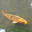 池の錦鯉はとにかく大きくて色とりどり。日本でもこんなに立派な鯉はそうそうお目にかかれません。。。
