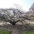 この植物園には名物の桜の木があります。なかなか見事でしょう？