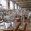幾つかある博物館のうち、ここは比較解剖学と古生物学のギャラリー。入った途端に動物の骨がずらーっ！