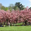 桜の下で皆さんピクニック。気温はまた平年並みに戻りそうなパリ、束の間の夏日を楽しんでいます。