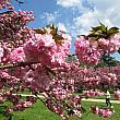 たっぷりと咲いた八重桜はとても華やか。染井吉野とはまた趣が違います。
