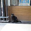入り口に黒猫発見。パリには黒猫が似合う？！