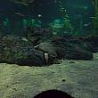 岩に身をもたげて寝ているカメ