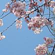 写真で見る第50回鎮海軍港祭【２０１２年】 鎮海 鎮海軍港祭 桜桜スポット